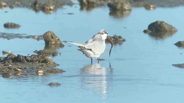 Whiskered Tern - ML629971852