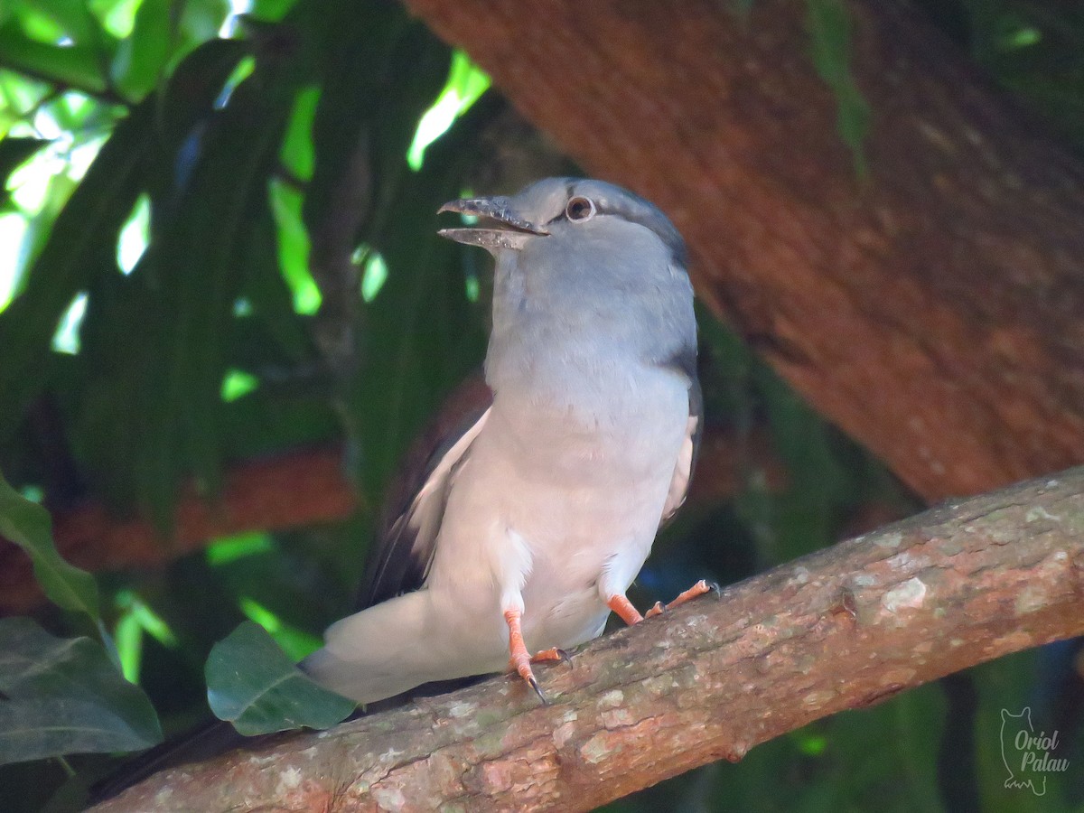 Cuckoo-roller - ML629971880