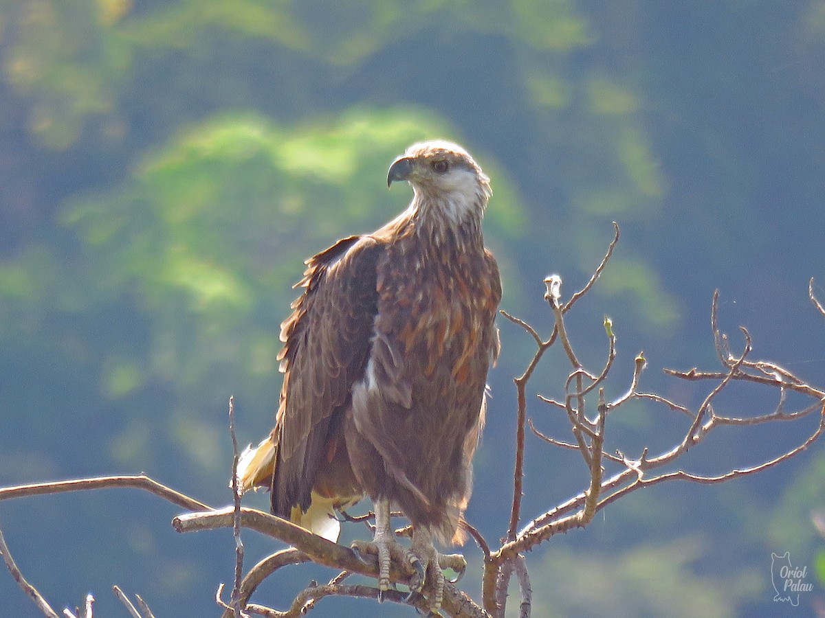 Madagascar Fish-Eagle - ML629971941
