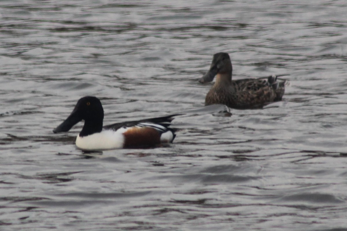 Northern Shoveler - ML629972170