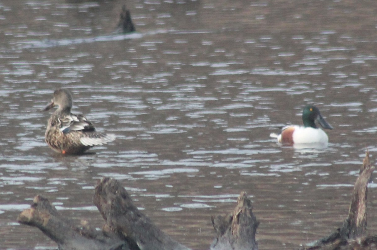 Northern Shoveler - ML629972171