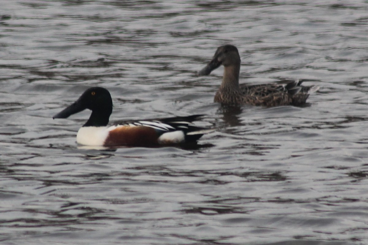 Northern Shoveler - ML629972172