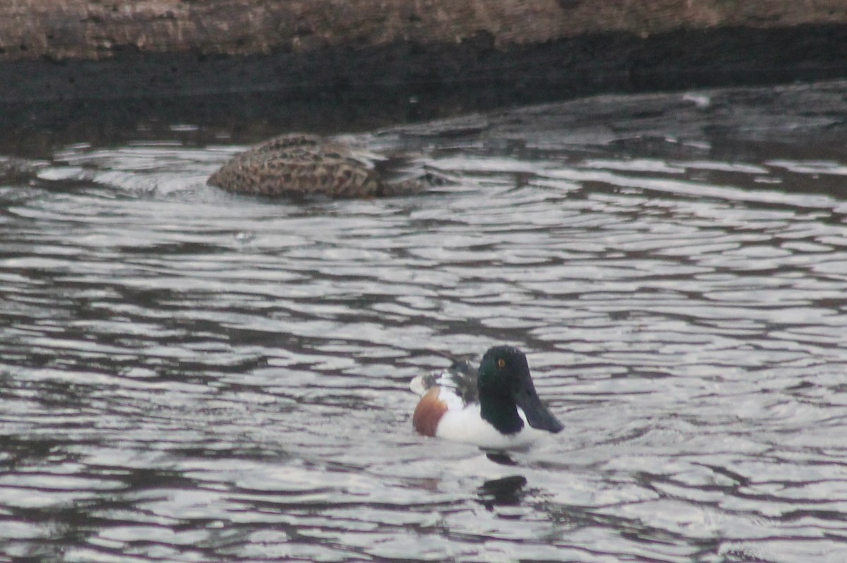 Northern Shoveler - ML629972173