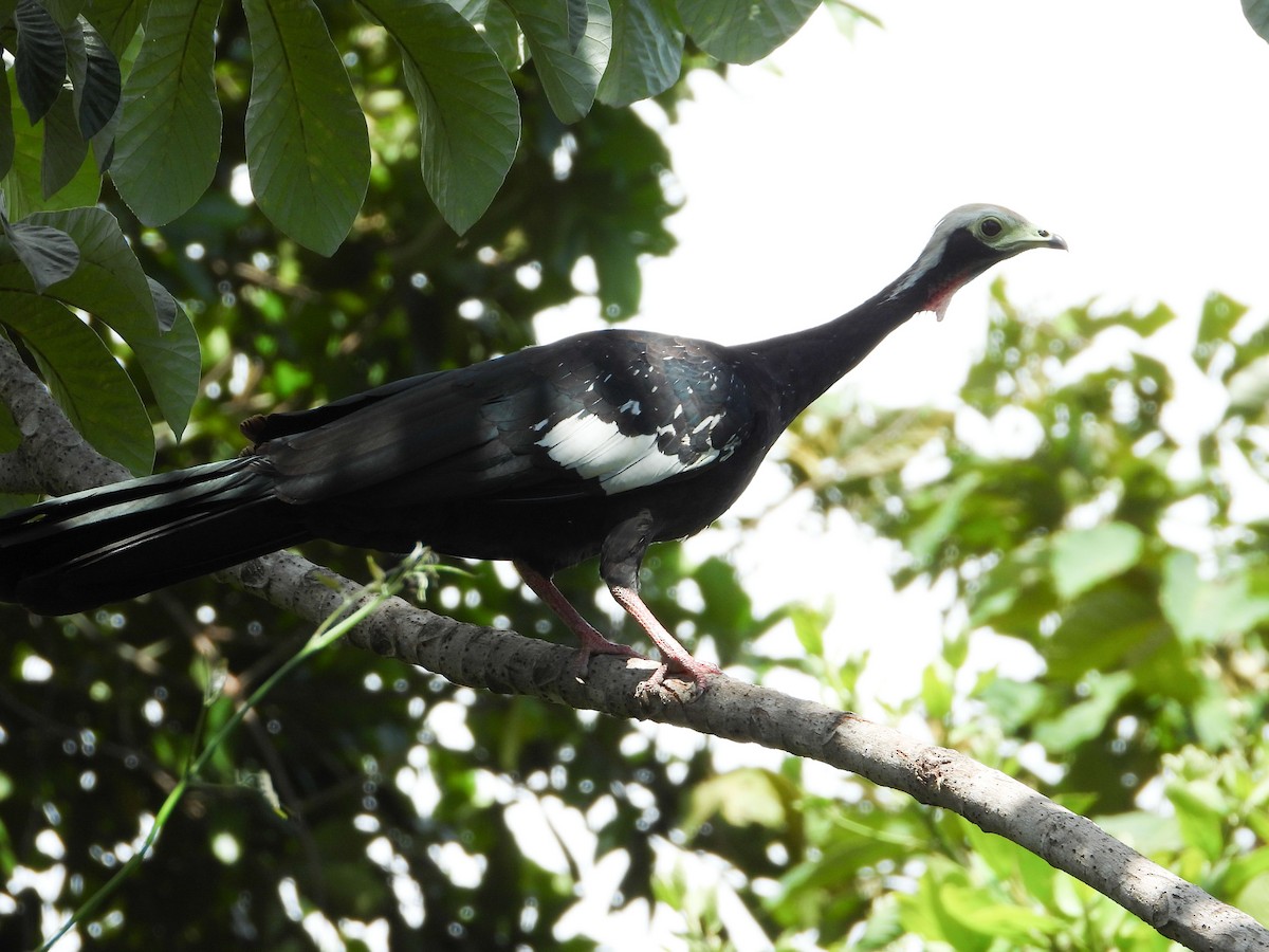Red-throated Piping-Guan - ML629972174