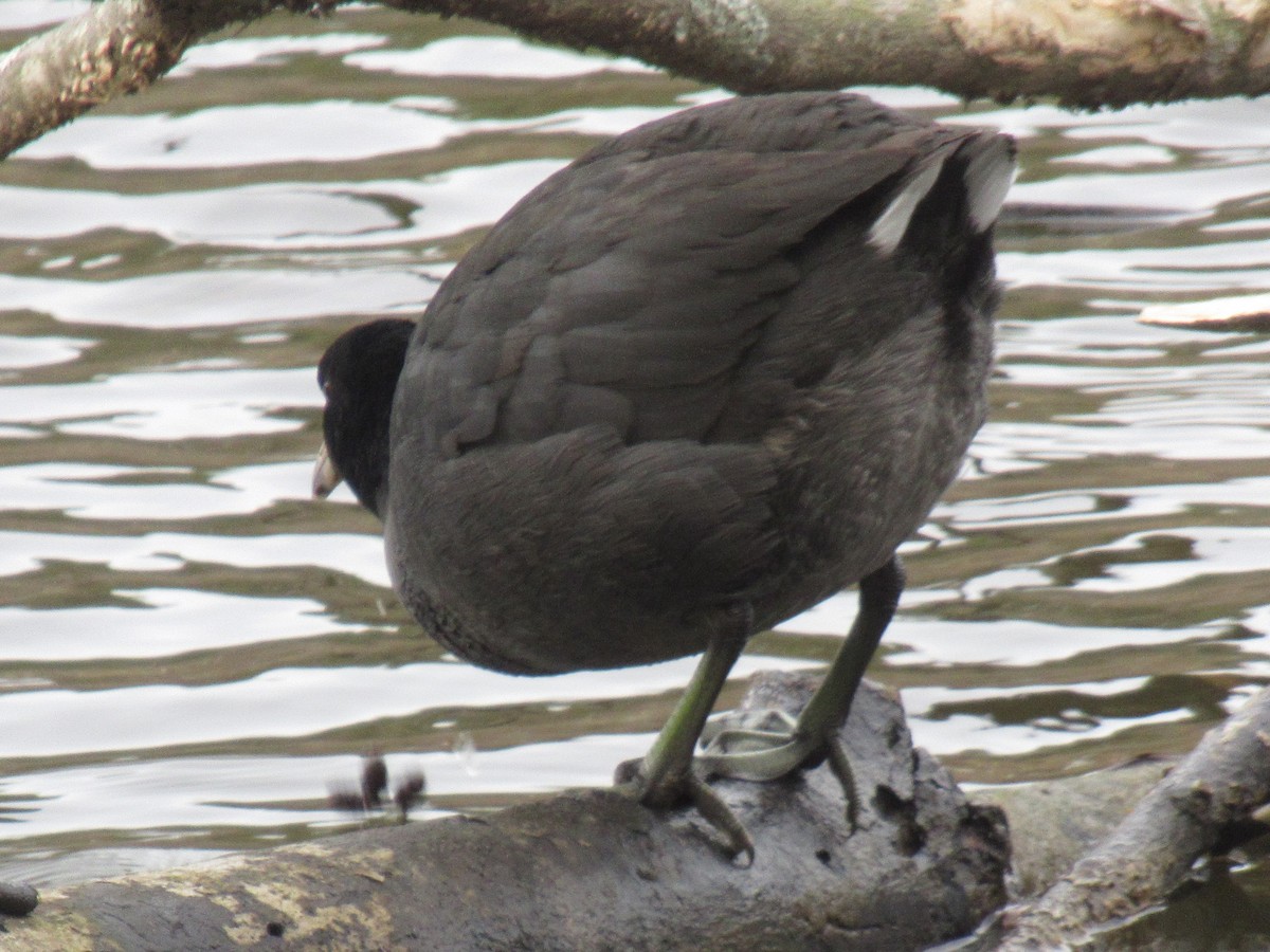 American Coot - ML629972204