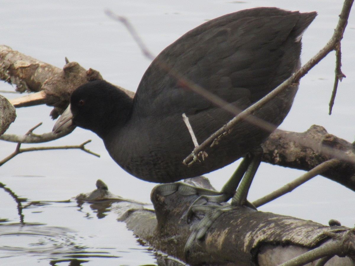 American Coot - ML629972205