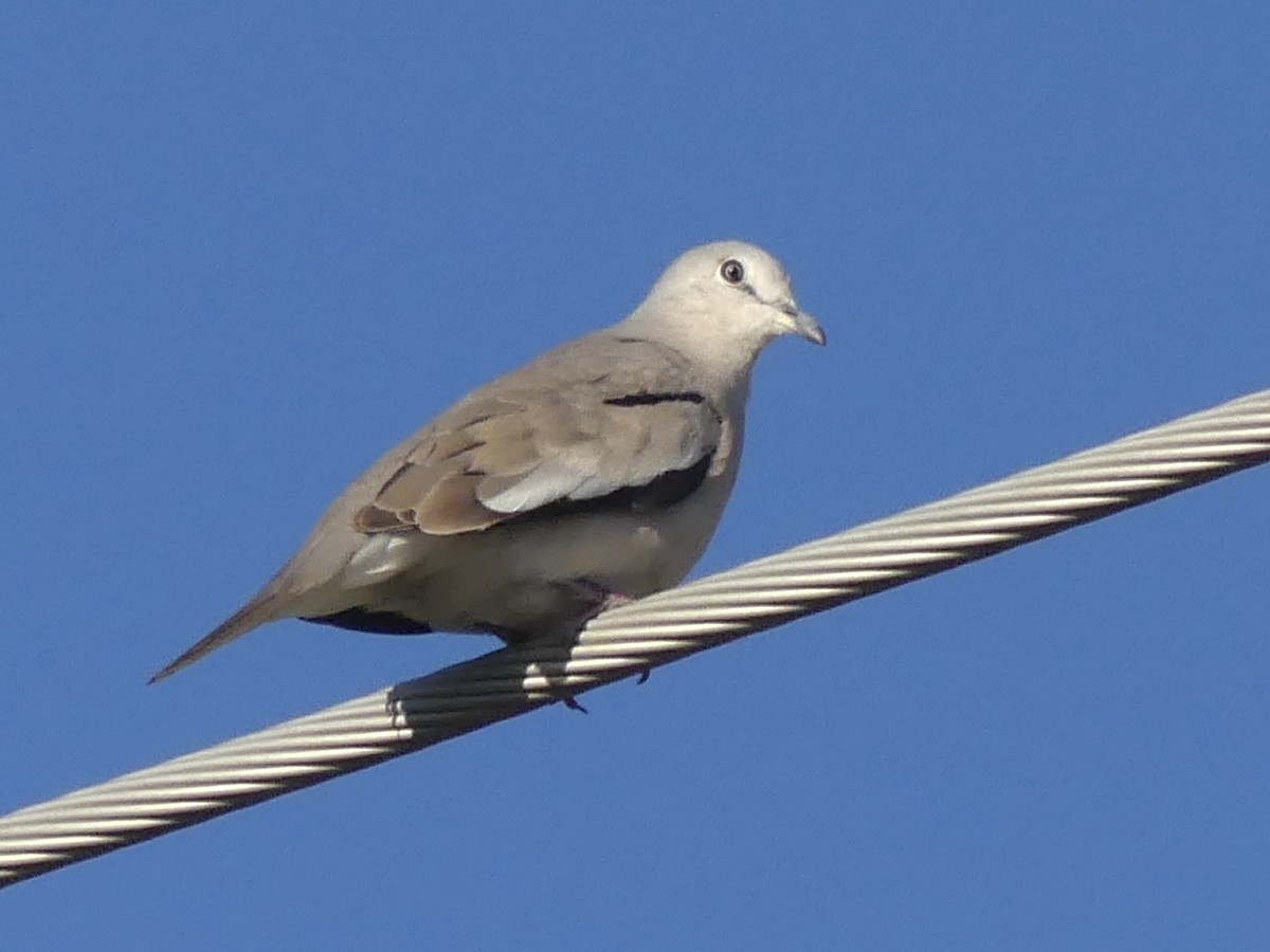 Picui Ground Dove - ML629972257