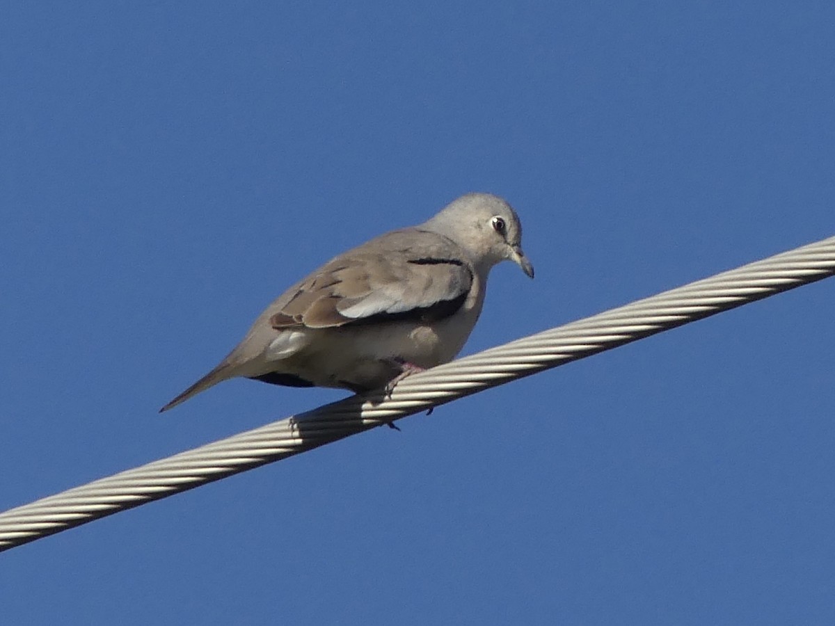 Picui Ground Dove - ML629972258