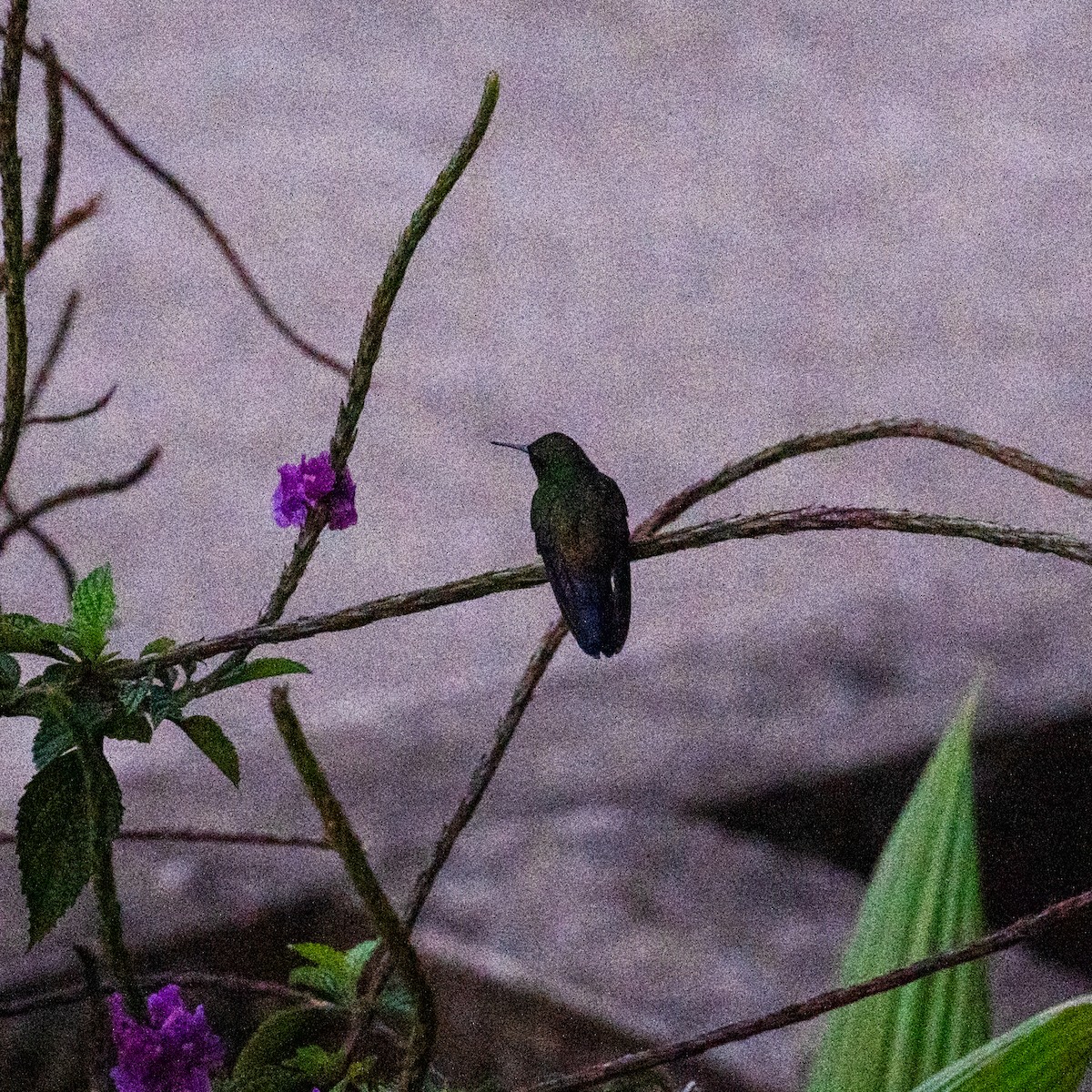 Blue-vented Hummingbird - ML629972309