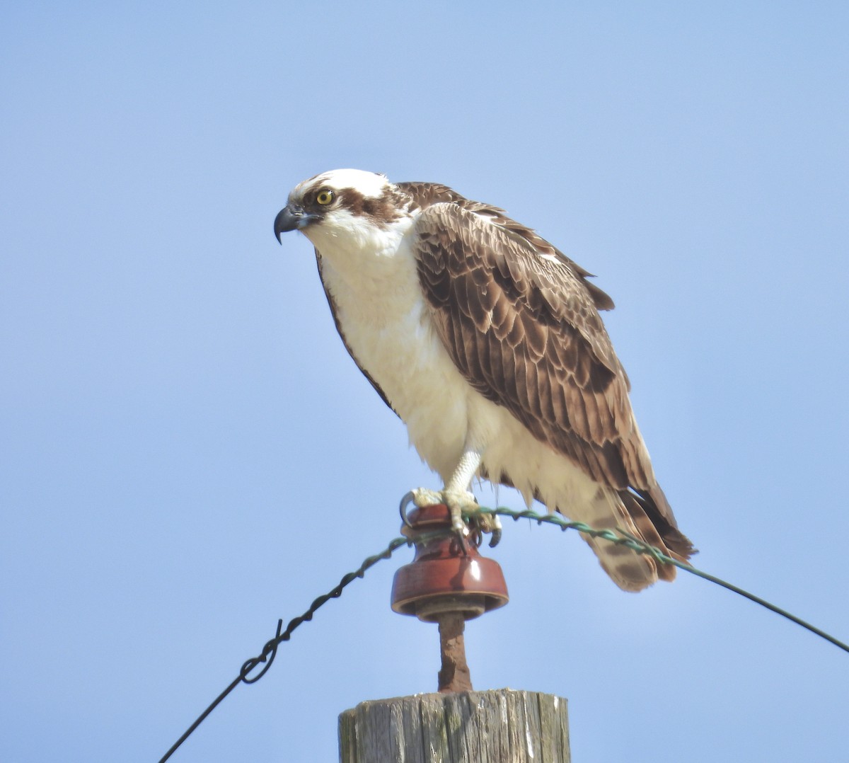 Osprey - ML629972460