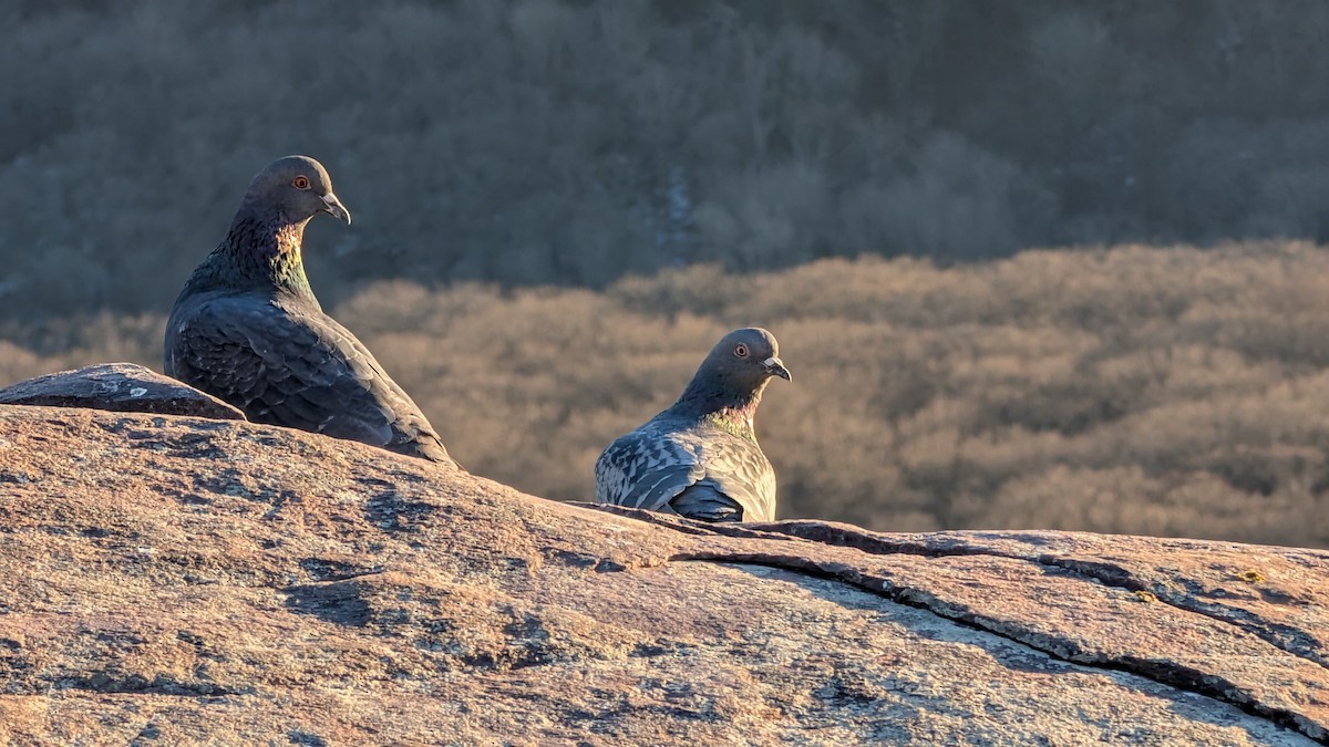 Rock Pigeon (Feral Pigeon) - ML629972538