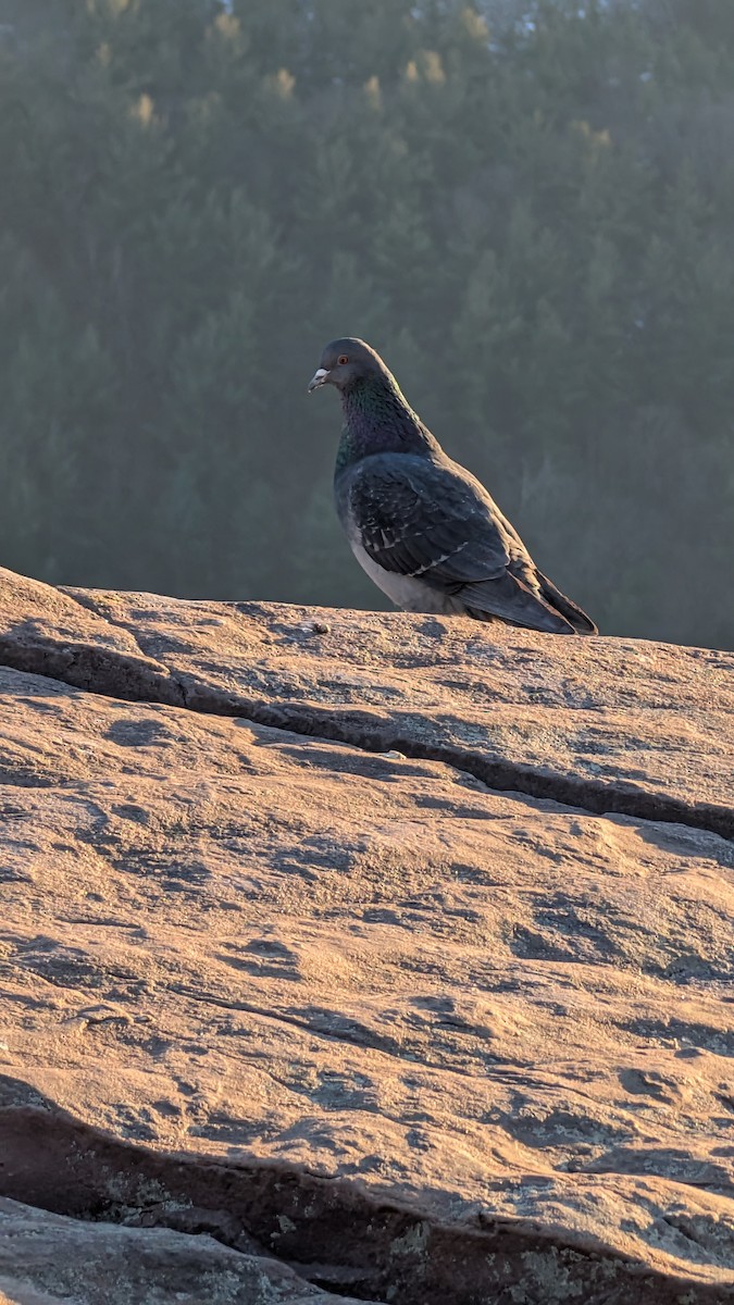 Rock Pigeon (Feral Pigeon) - ML629972539