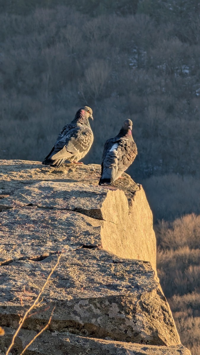 Rock Pigeon (Feral Pigeon) - ML629972540
