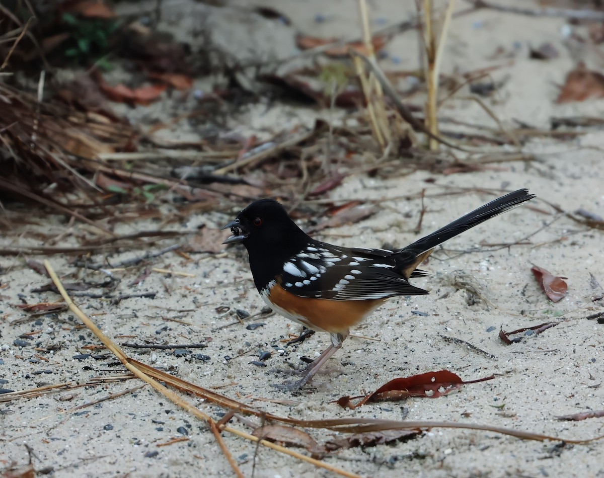 Spotted Towhee - ML629972542