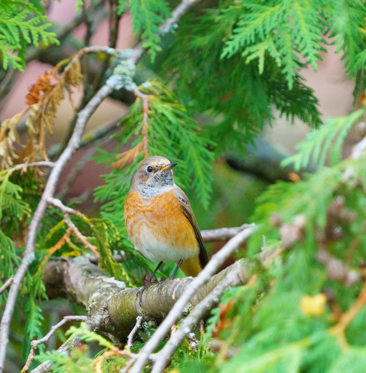 Common Redstart - ML629972642