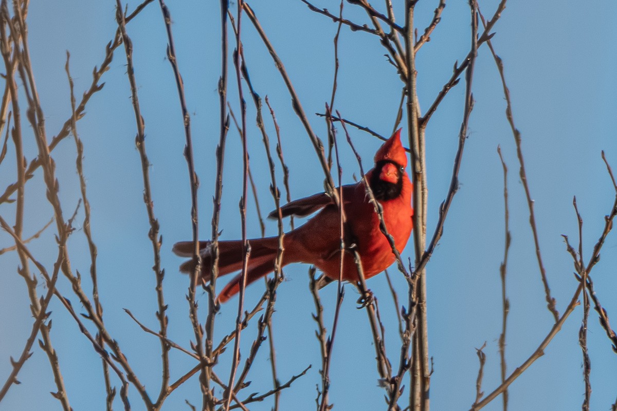 Kırmızı Kardinal - ML629972670
