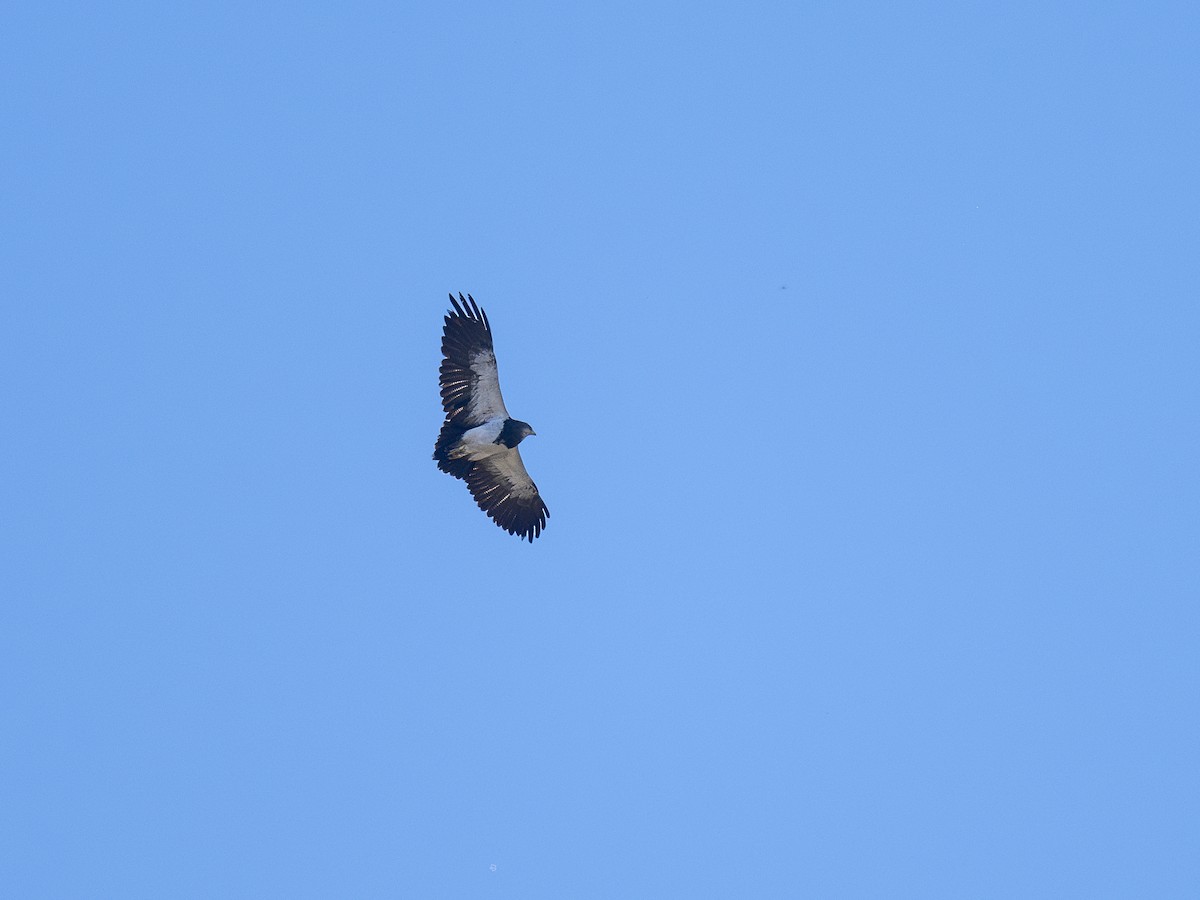 Black-chested Buzzard-Eagle - ML629972676