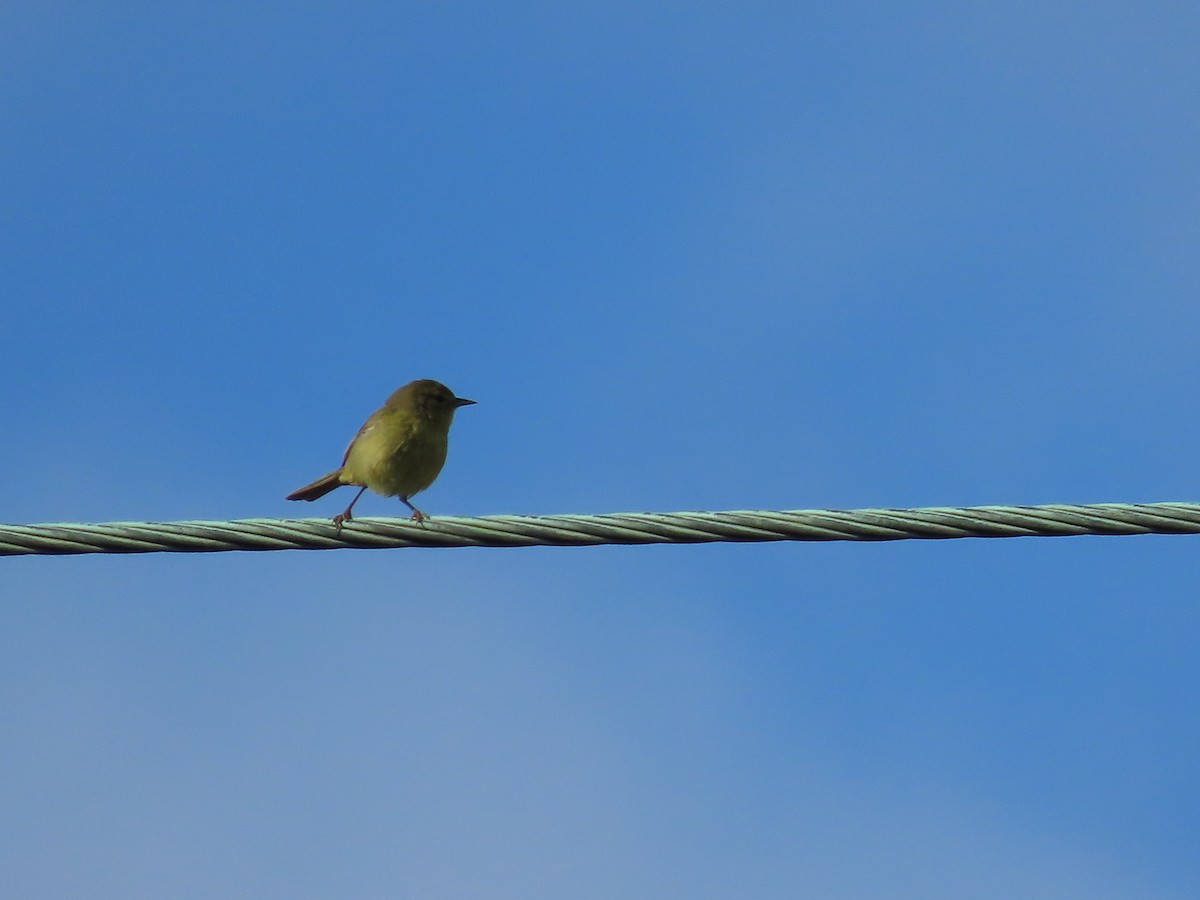 Orange-crowned Warbler - ML629972690