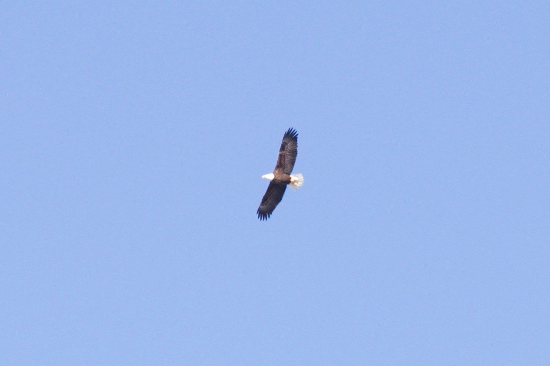 Bald Eagle - ML629972698