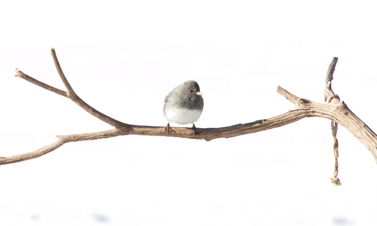 Dark-eyed Junco (Slate-colored) - ML629972706
