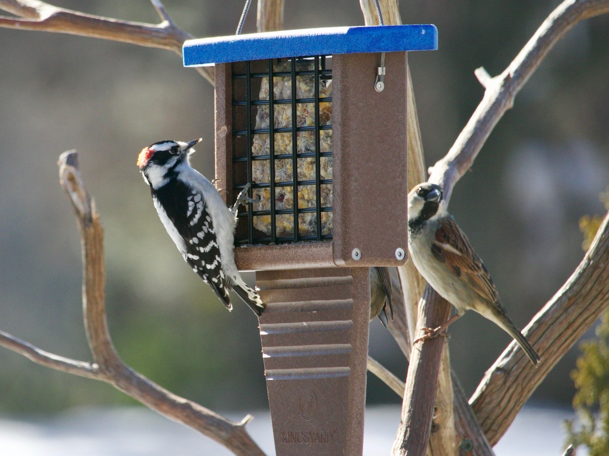 Downy Woodpecker - ML629972711