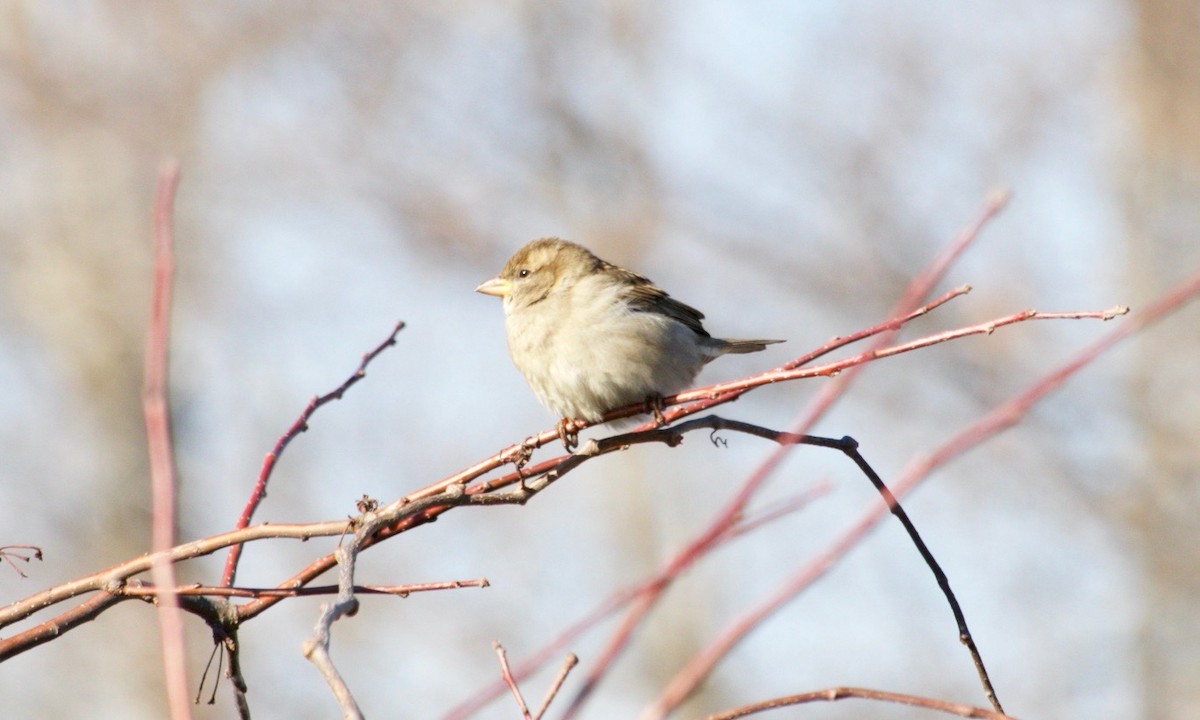 House Sparrow - ML629972722