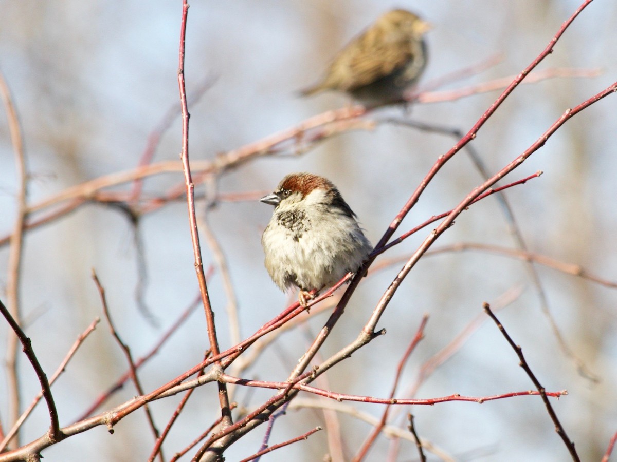 House Sparrow - ML629972723