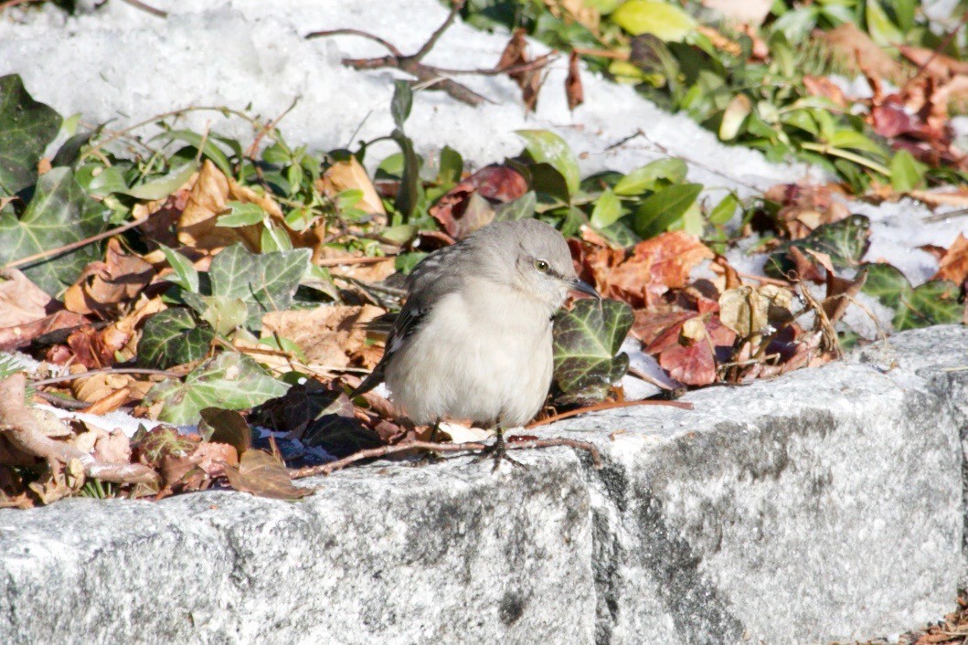 Northern Mockingbird - ML629972726