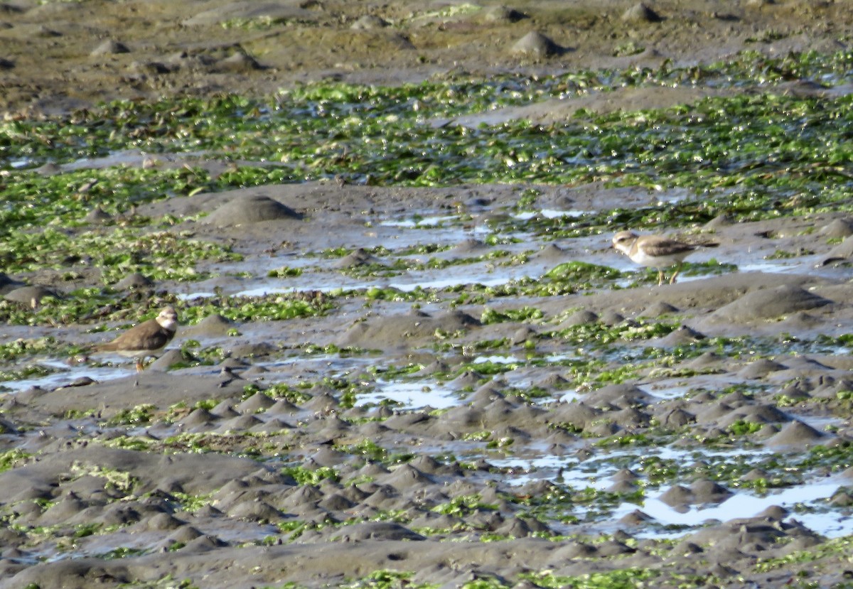 Semipalmated Plover - ML629972741