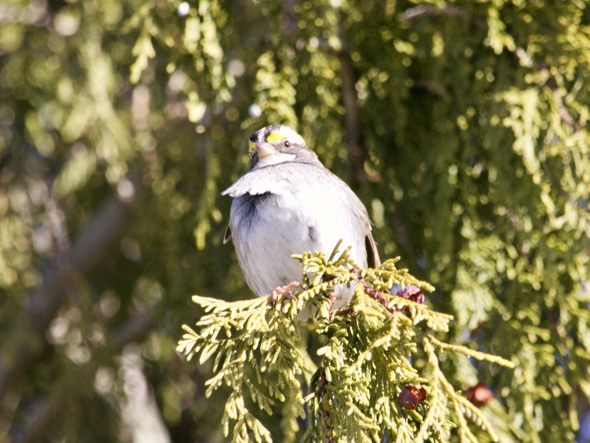 White-throated Sparrow - ML629972742