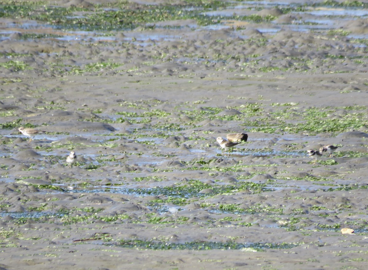 Semipalmated Plover - ML629972760