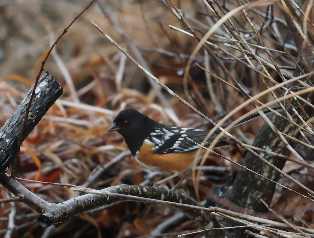 Spotted Towhee - ML629972802