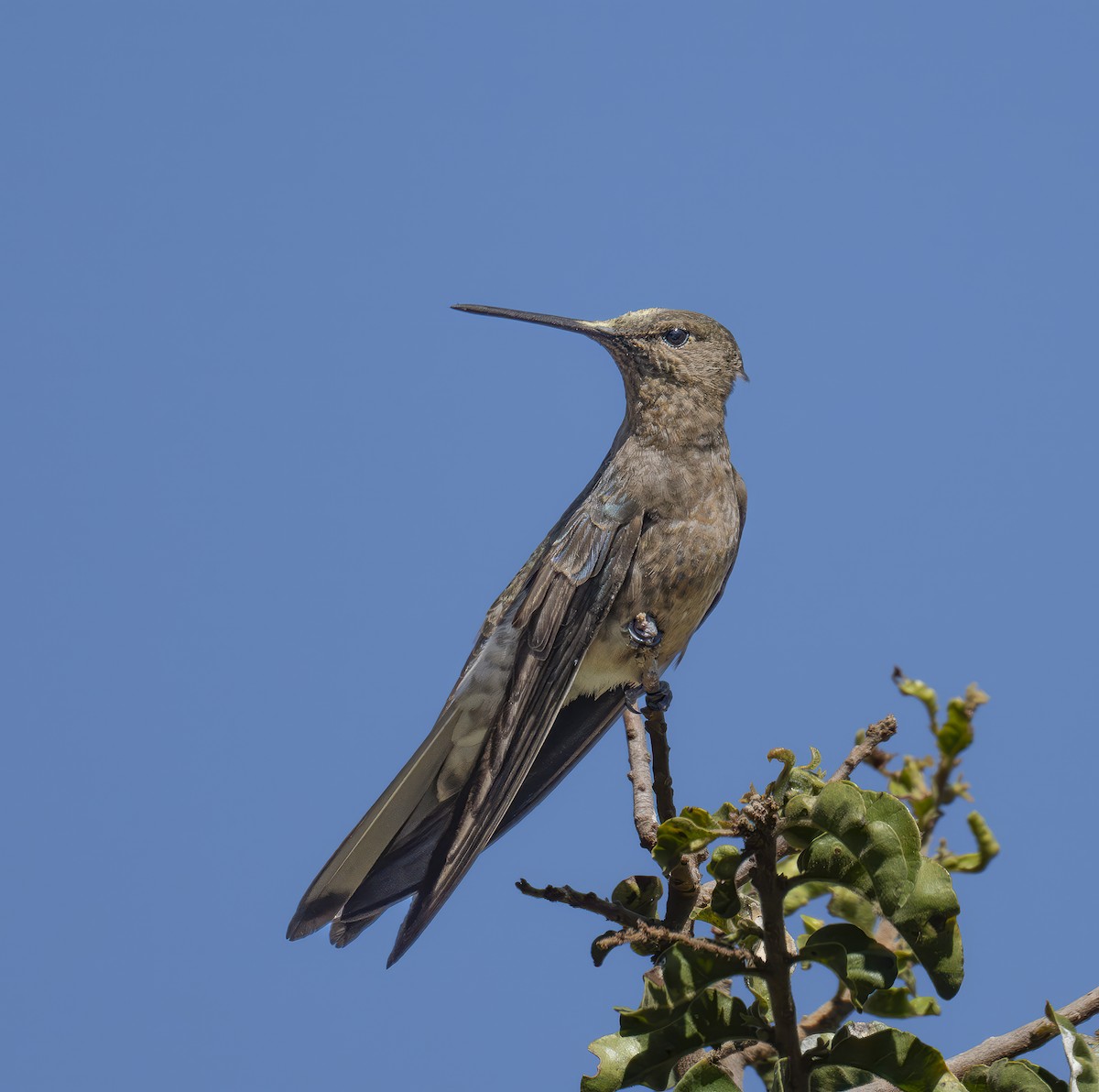 Giant Hummingbird - ML629972941
