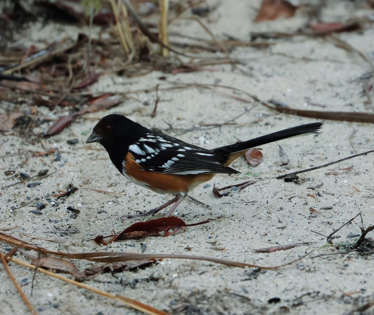 Spotted Towhee - ML629973012