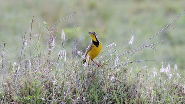 Yellow-throated Longclaw - ML629973066