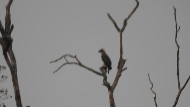 Changeable Hawk-Eagle - ML629973442