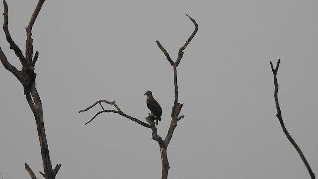 Changeable Hawk-Eagle - ML629973443