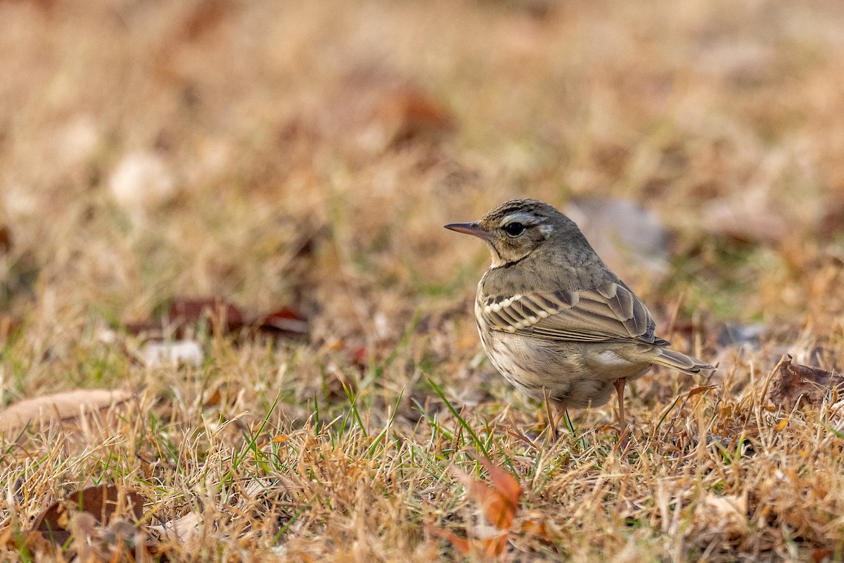 Black-faced Bunting - Nebliss eBirder