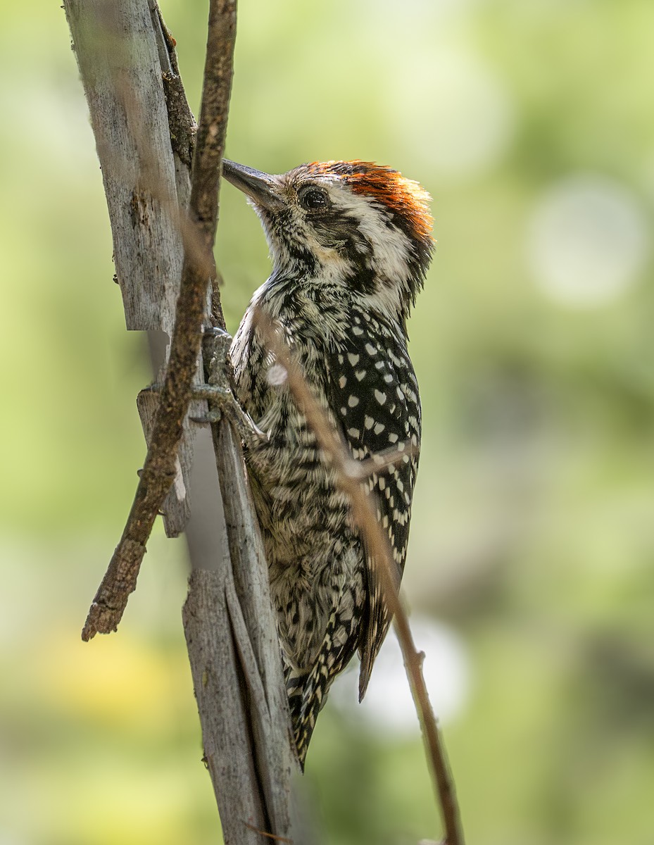 Striped Woodpecker - ML629973494