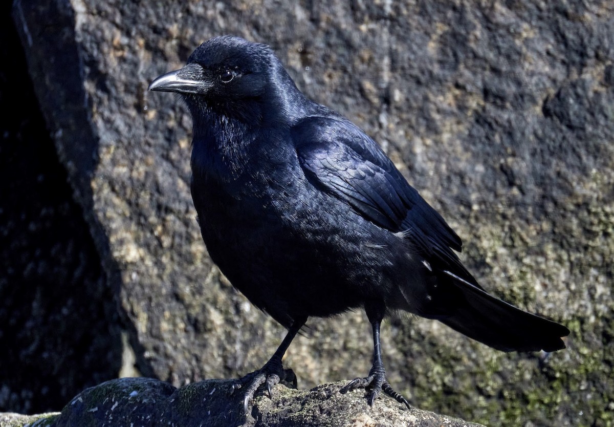 Fish Crow - ML629973500