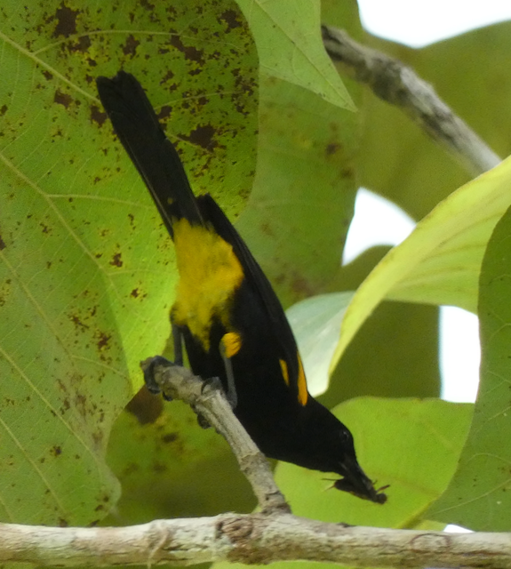 Puerto Rican Oriole - ML629973503