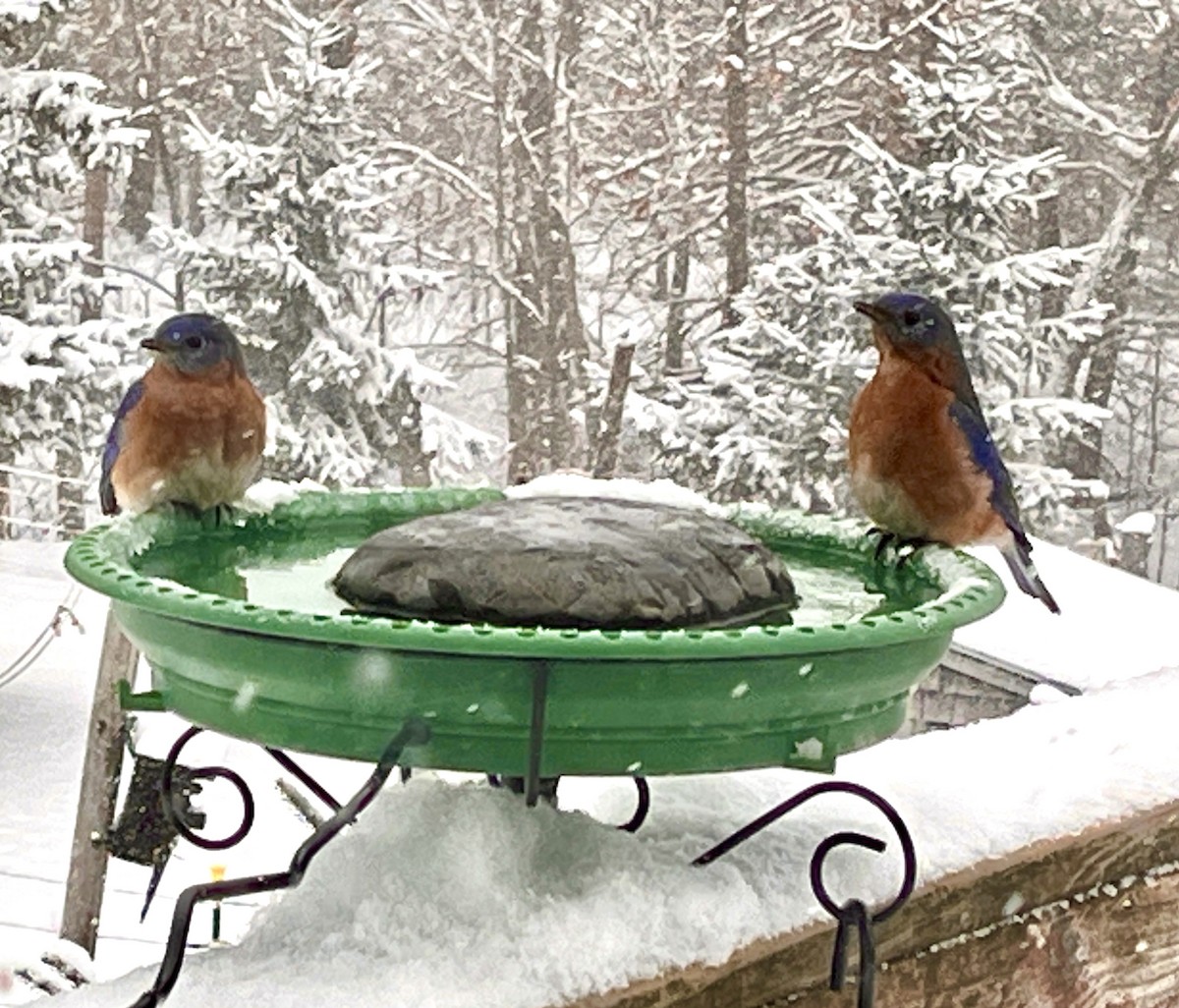 Eastern Bluebird - ML629973642