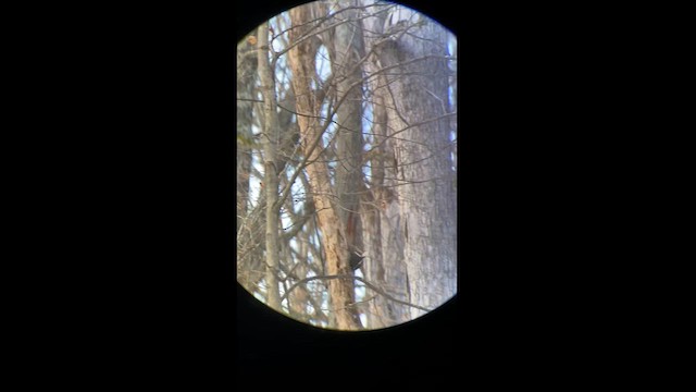 Red-headed Woodpecker - ML629973656