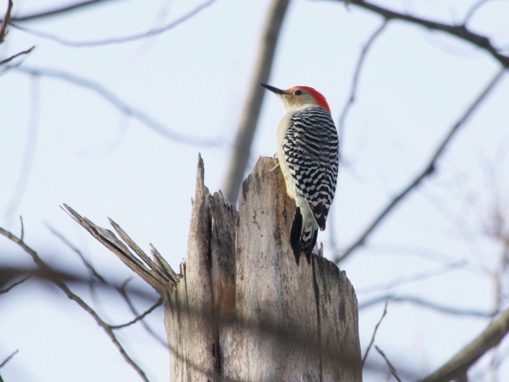 Red-bellied Woodpecker - ML629973777