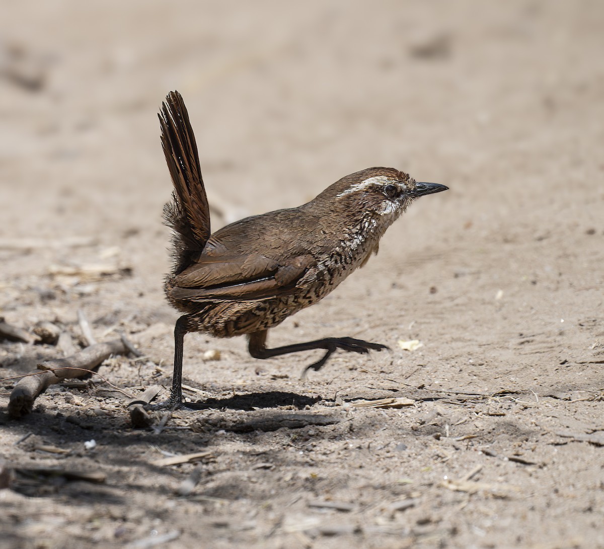 White-throated Tapaculo - ML629973834