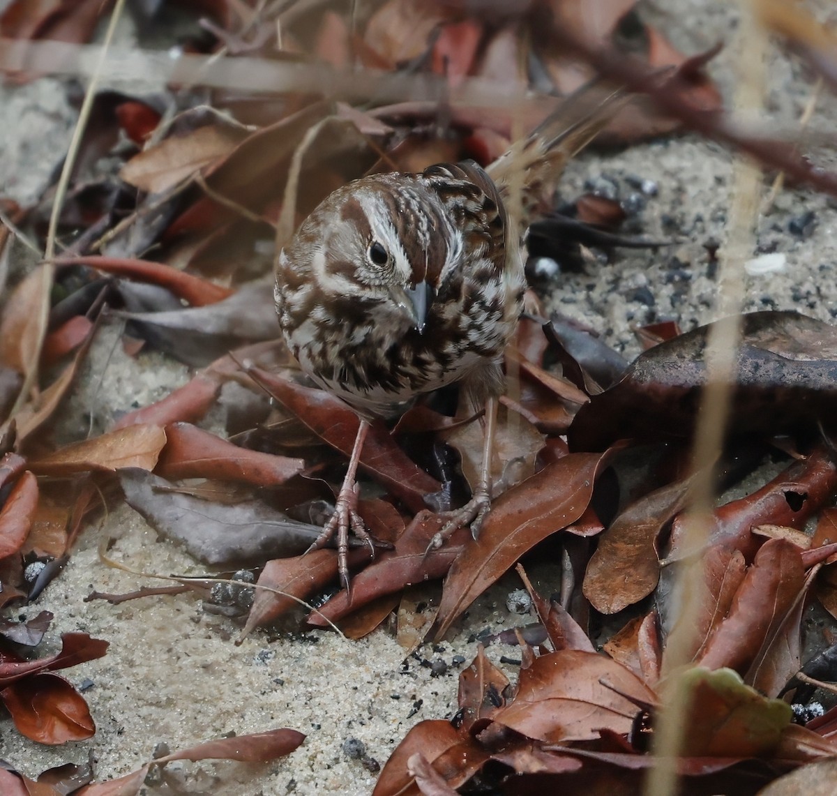 Song Sparrow - ML629973859