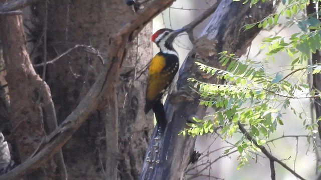 Black-rumped Flameback - ML629973869