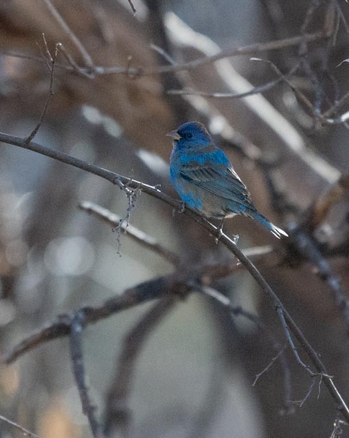 Indigo Bunting - ML629973876