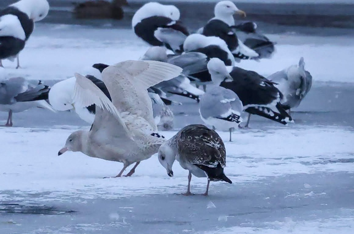 Мөсний цахлай - ML629973952