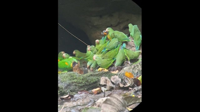 Cobalt-winged Parakeet - ML629974003